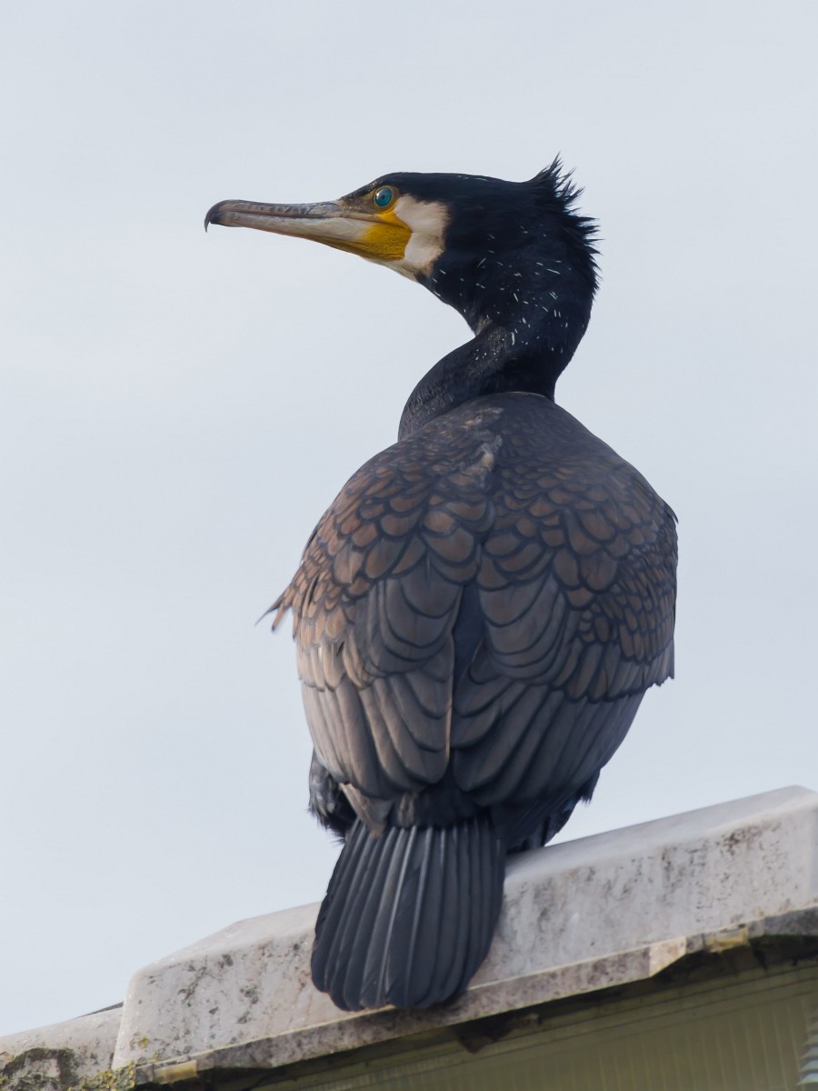 foto: [20160412PV4679]